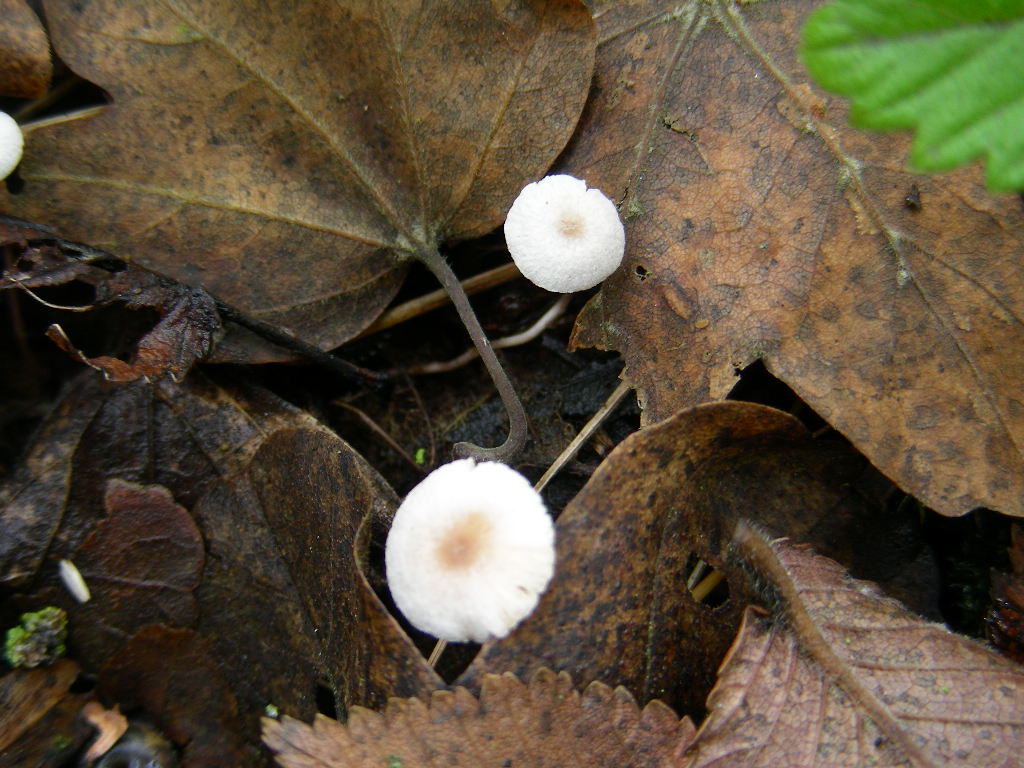 Collybia cookei. Scheda fotografica